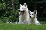 BERGER BLANC SUISSE - ADULTS ET PUPPIES 072